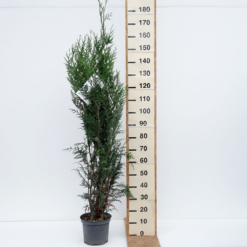 Exemplar von Thuja plicata Atrovirens Topf mit 6L/7L wie im Herbst geliefert