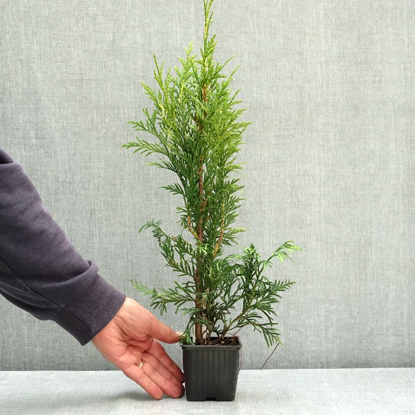 Exemplar von Thuja plicata Zebrina Kleine Töpfe von 8/9 cm wie im Sommer geliefert