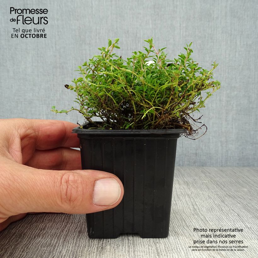 Example of Zitronen-Thymian Bertram Anderson - Thymus x citriodorus Kleine Töpfe von 8/9 cm as you get in automne