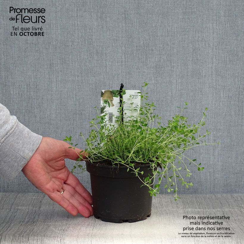 Example of Zitronen-Thymian Bertram Anderson - Thymus x citriodorus Topf mit 1,5L/2L as you get in automne