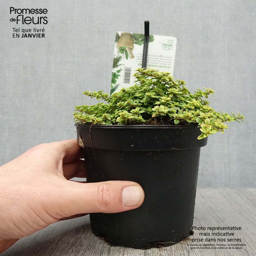 Exemplar von Zitronen-Thymian Bertram Anderson - Thymus x citriodorus Topf mit 1,5L/2L wie im Winter geliefert