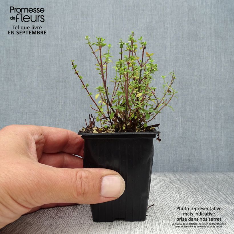 Example of Zitronen-Thymian - Thymus x citriodorus Kleine Töpfe von 8/9 cm as you get in automne
