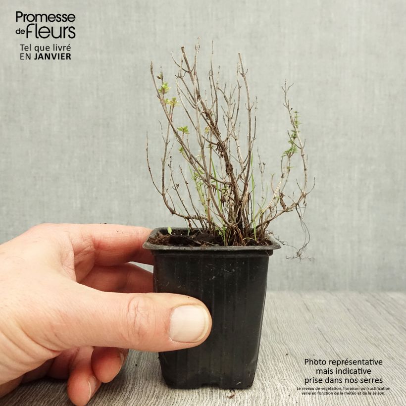 Exemplar von Zitronen-Thymian - Thymus x citriodorus Kleine Töpfe von 8/9 cm wie im Winter geliefert