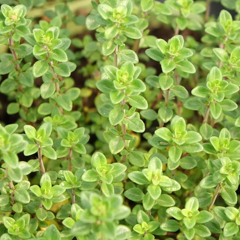 Zitronen-Thymian Bio - Thymus x citriodorus (Foliage)