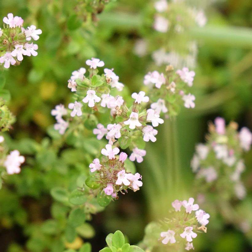 Zitronen-Thymian Bio - Thymus x citriodorus (Flowering)