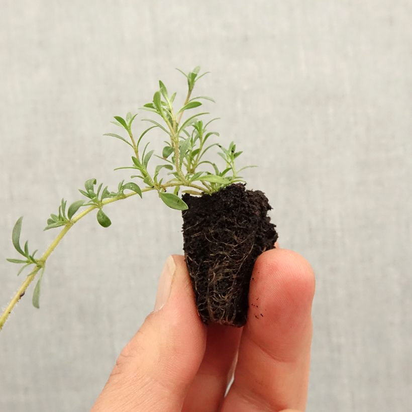 Example of Zitronen-Thymian GrowFlow Cascata Lemonade - Thymus x citriodorus Mini-Plug Ø 3/4 cm as you get in printemps