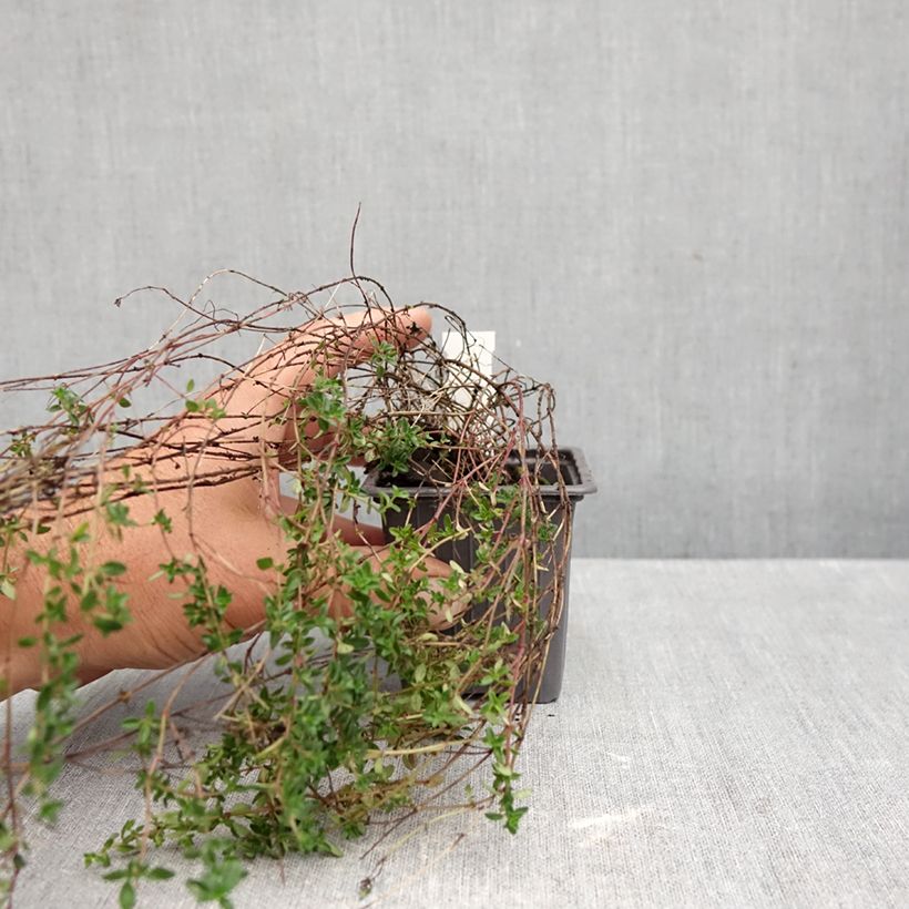 Exemplar von Zitronen-Thymian Lammefjord - Thymus x citriodorus Kleine Töpfe von 8/9 cm wie im Herbst geliefert