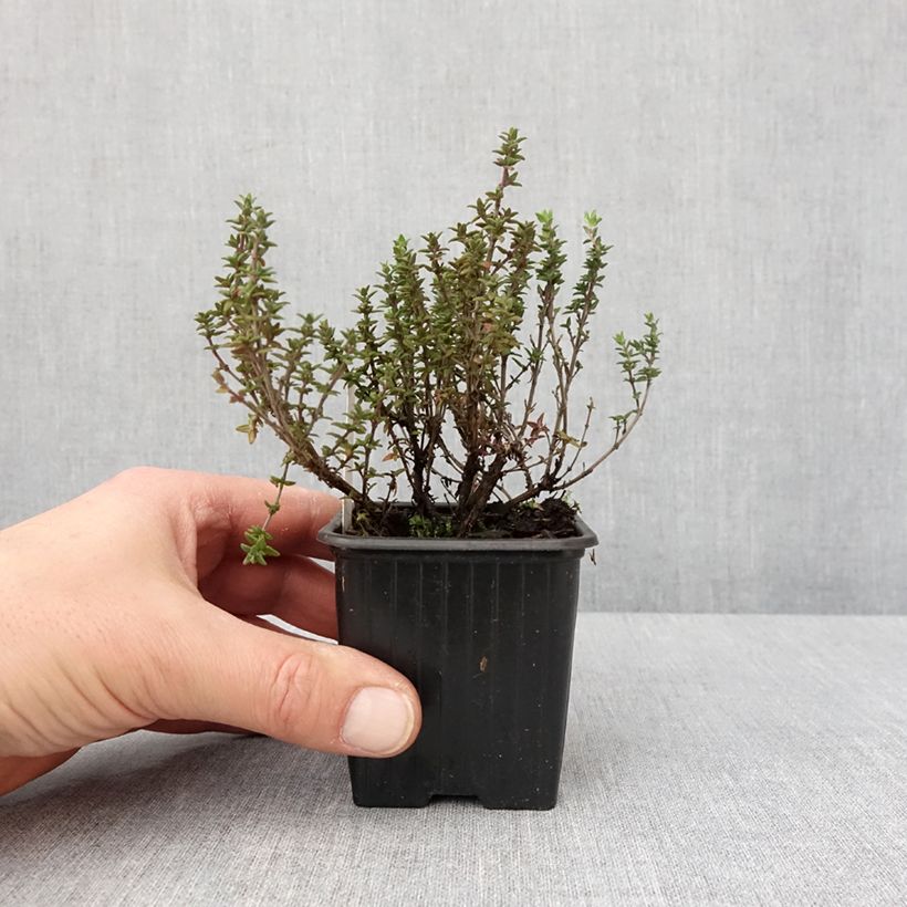 Example of Zitronen-Thymian Lammefjord - Thymus x citriodorus Kleine Töpfe von 8/9 cm as you get in hiver