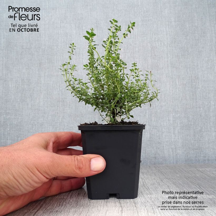 Example of Zitronen-Thymian Silver Queen - Thymus x citriodorus Kleine Töpfe von 8/9 cm as you get in automne