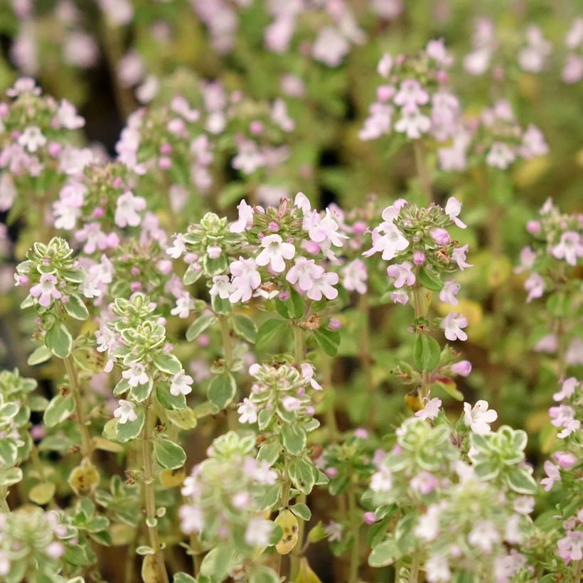 Zitronen-Thymian Silver Queen - Thymus x citriodorus (Blüte)