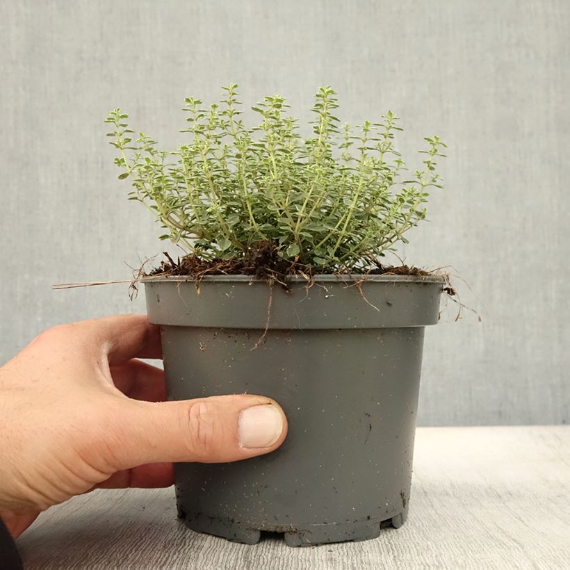 Exemplar von Thym citron panaché - Thymus citriodorus Silver Queen Pot de 1,5L/2L wie im Herbst geliefert