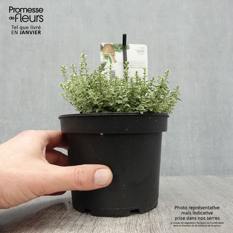 Example of Zitronen-Thymian Silver Queen - Thymus x citriodorus Topf mit 1,5L/2L as you get in hiver