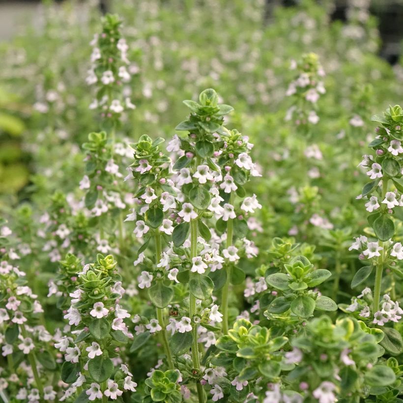 Echter Thymian Gold - Thymus vulgaris (Flowering)