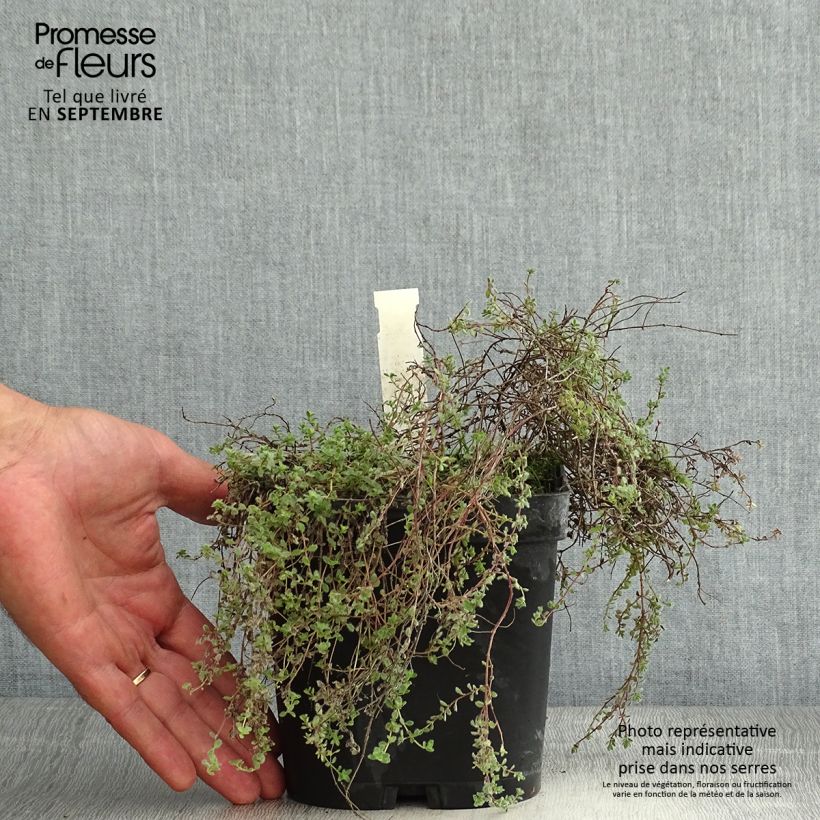 Example of Wolliger Thymian - Thymus pseudolanuginosus Topf mit 2L/3L as you get in ete
