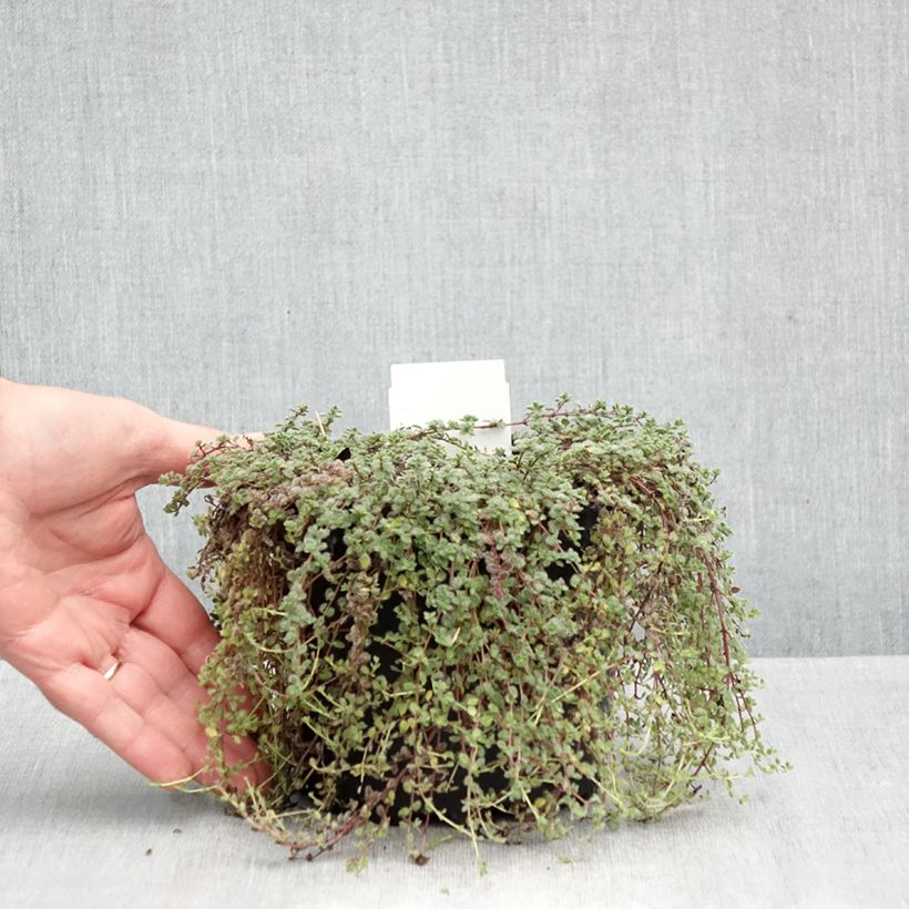 Exemplar von Wolliger Thymian - Thymus pseudolanuginosus Topf mit 2L/3L wie im Herbst geliefert