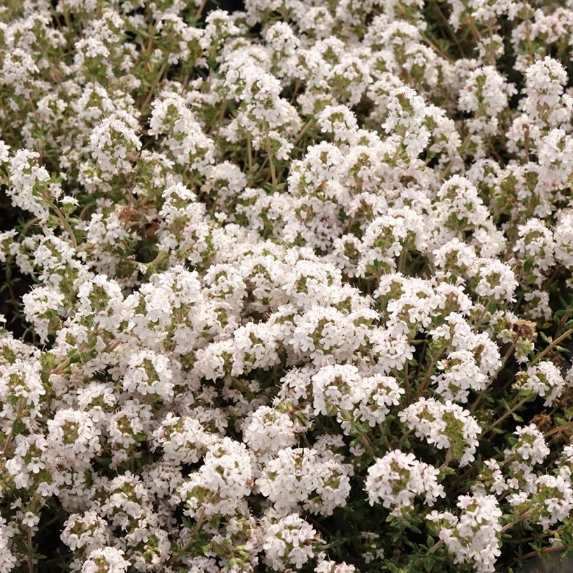 Echter Thymian Fragrantissimus - Thymus vulgaris (Flowering)
