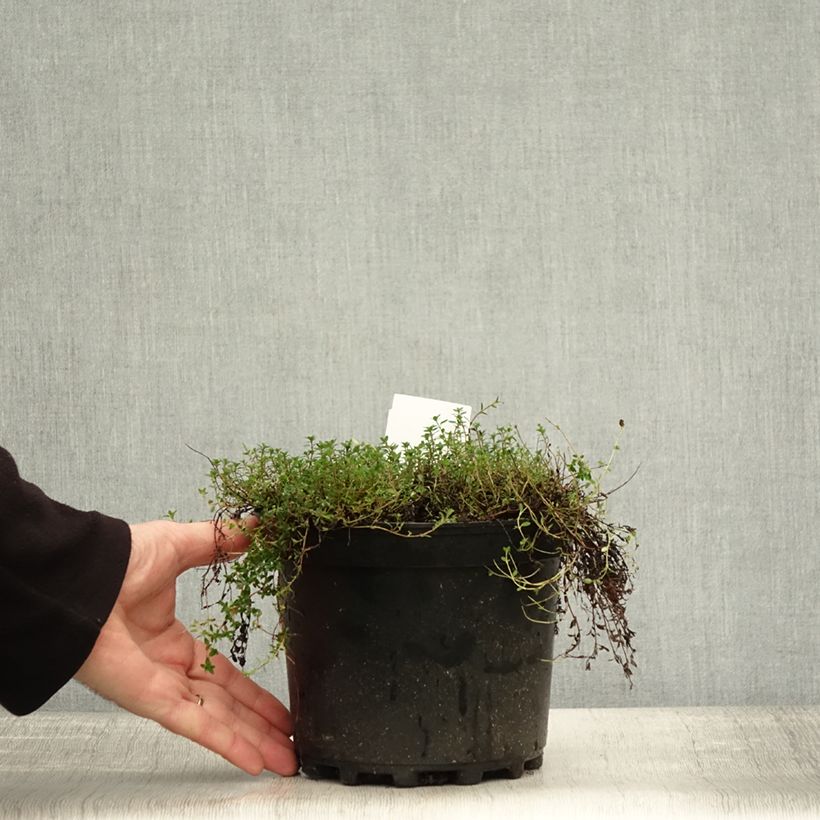 Example of Frühblühender Thymian Coccineus - Thymus praecox Topf mit 2L/3L as you get in automne