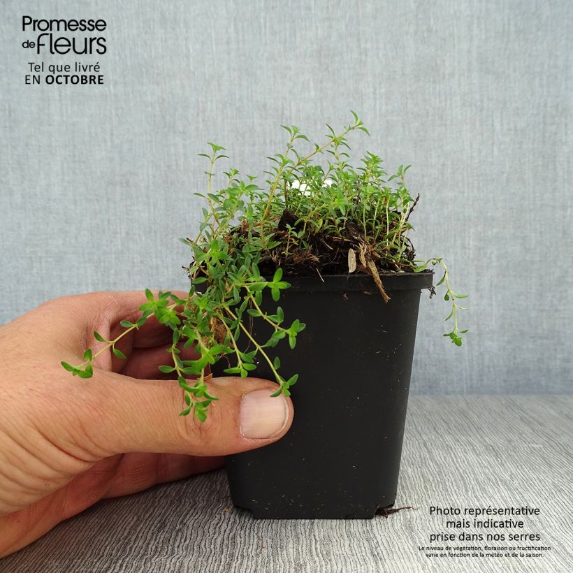 Example of Frühblühender Thymian Purple Beauty - Thymus praecox Kleine Töpfe von 8/9 cm as you get in automne