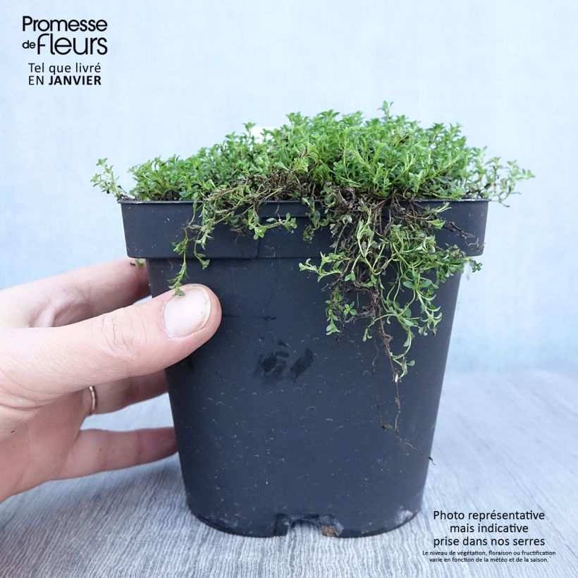 Example of Frühblühender Thymian Albiflorus - Thymus praecox Topf mit 2L/3L as you get in hiver