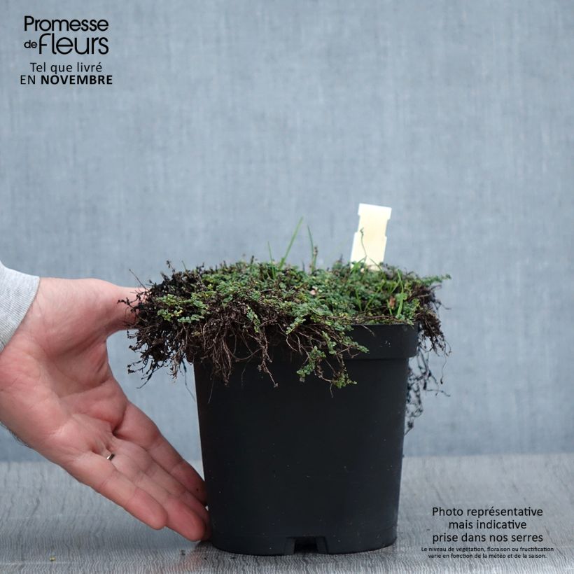 Example of Sand-Thymian oder Feld-Thymian Elfin - Thymus serpyllum Topf mit 2L/3L as you get in automne