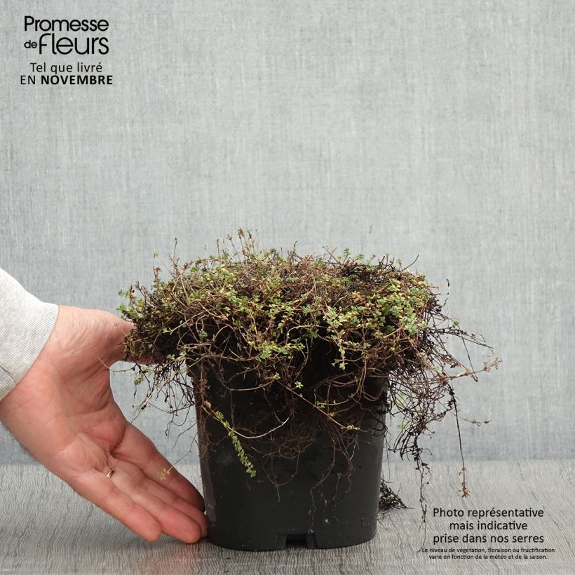 Example of Teppichthymian - Thymus hirsutus Topf mit 2L/3L as you get in automne