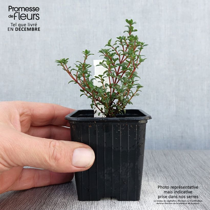 Example of Mastix-Thymian - Thymus mastichina Kleine Töpfe von 8/9 cm as you get in hiver