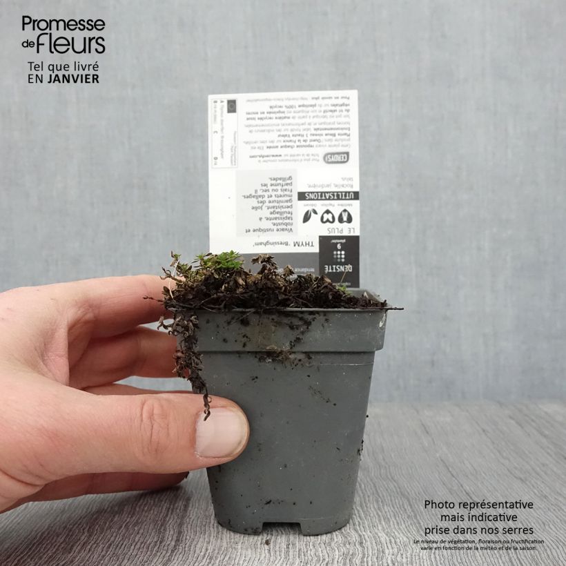 Example of Frühblühender Thymian Bressingham - Thymus praecox Kleine Töpfe von 8/9 cm as you get in hiver