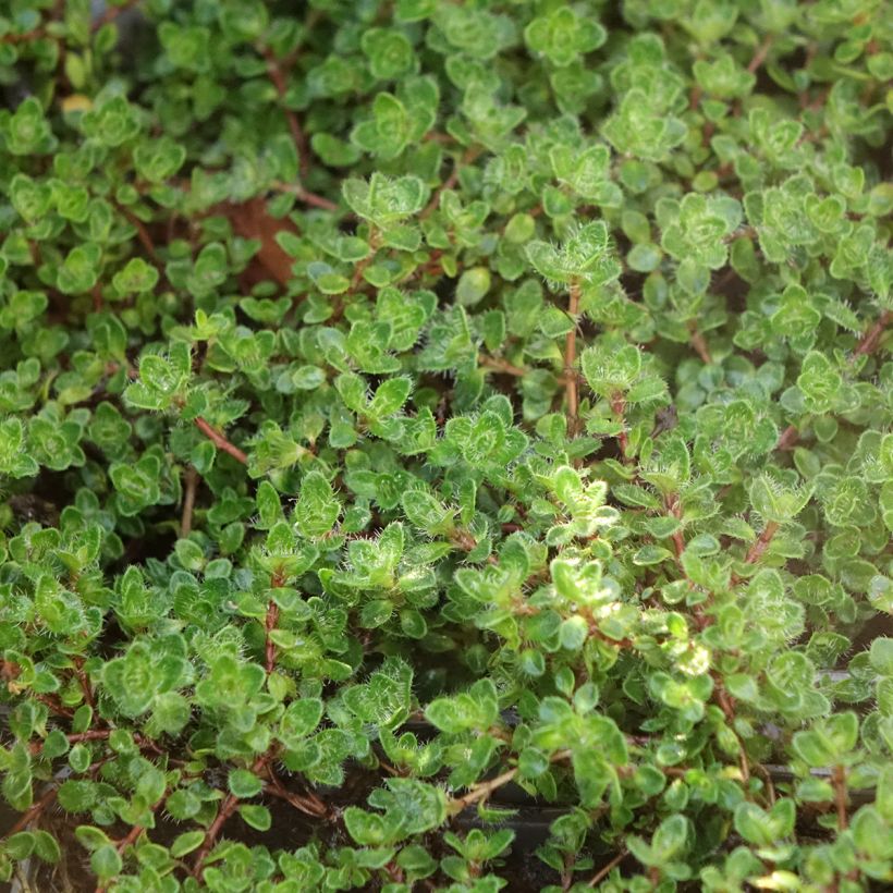 Frühblühender Thymian Bressingham - Thymus praecox (Laub)