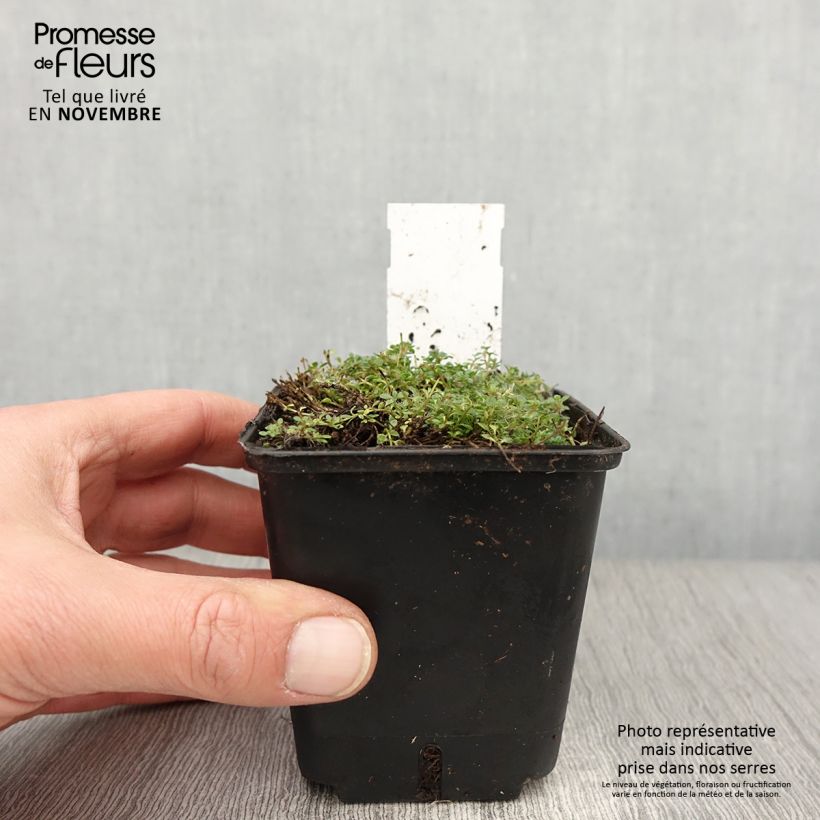 Example of Frühblühender Thymian Minor - Thymus praecox Kleine Töpfe von 8/9 cm as you get in automne