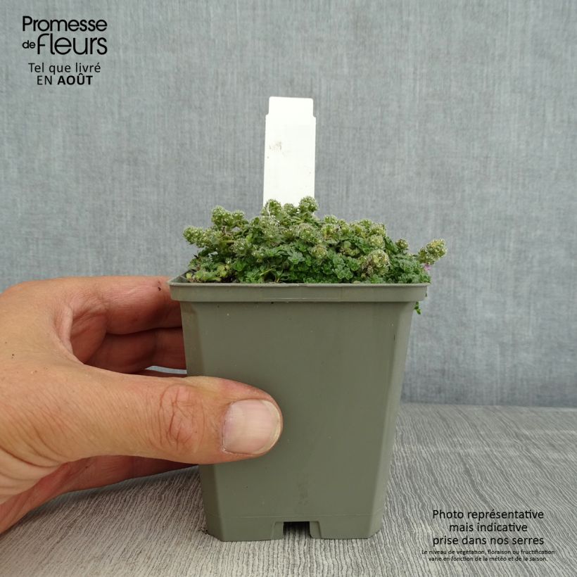 Exemplar von Frühblühender Thymian Minor - Thymus praecox Kleine Töpfe von 8/9 cm wie im Sommer geliefert