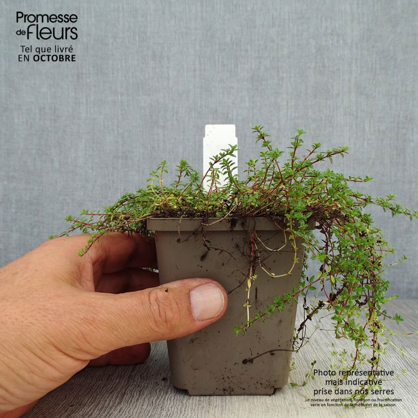 Exemplar von Frühblühender Thymian Red Carpet - Thymus praecox Kleine Töpfe von 8/9 cm wie im Herbst geliefert