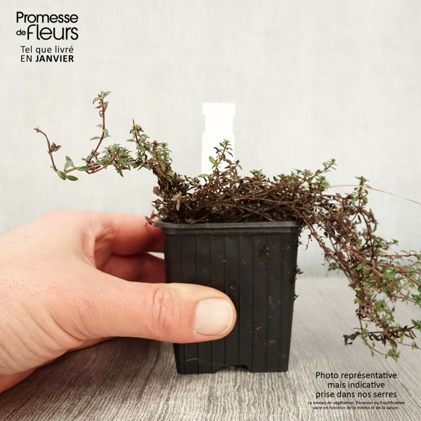 Example of Frühblühender Thymian Red Carpet - Thymus praecox Kleine Töpfe von 8/9 cm as you get in hiver