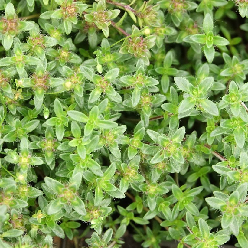 Frühblühender Thymian Red Carpet - Thymus praecox (Laub)
