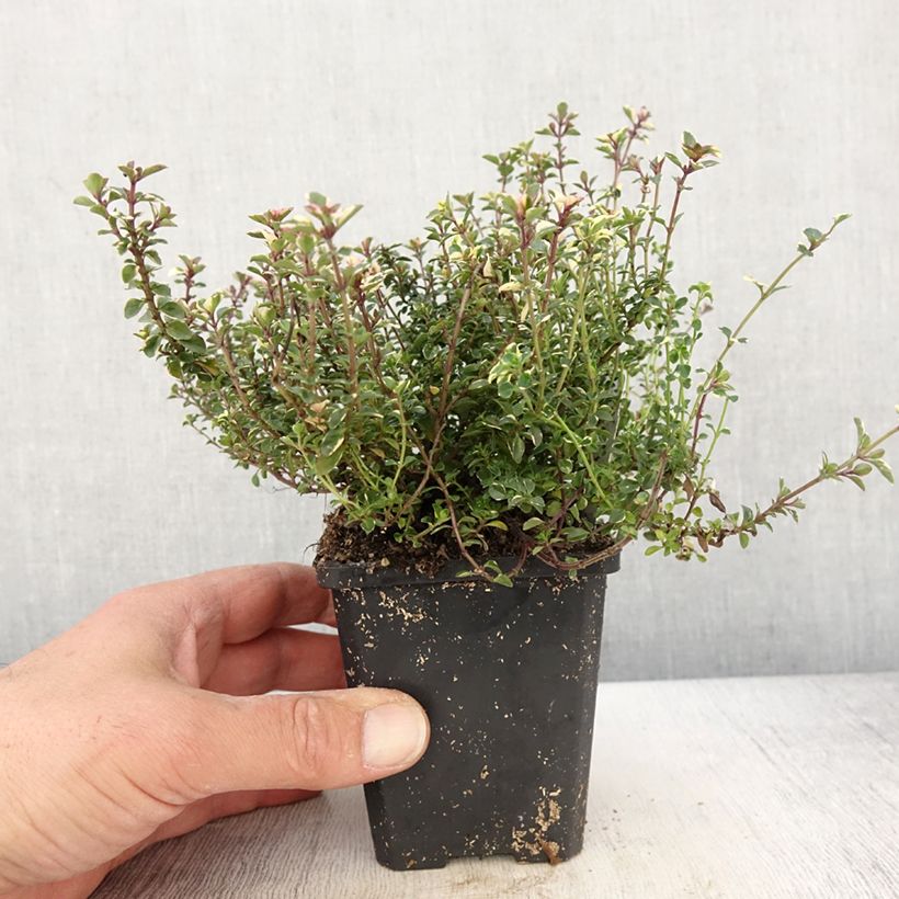 Exemplar von Breitblättriger Thymian Foxley - Thymus pulegioides Kleine Töpfe von 8/9 cm wie im Frühjahr geliefert