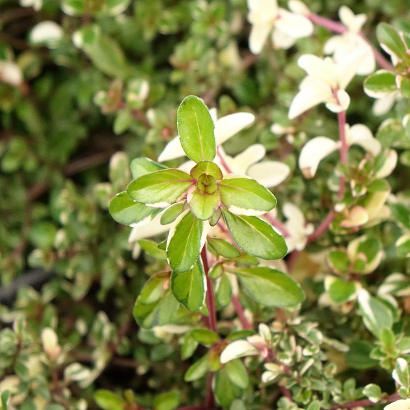 Breitblättriger Thymian Foxley - Thymus pulegioides (Foliage)