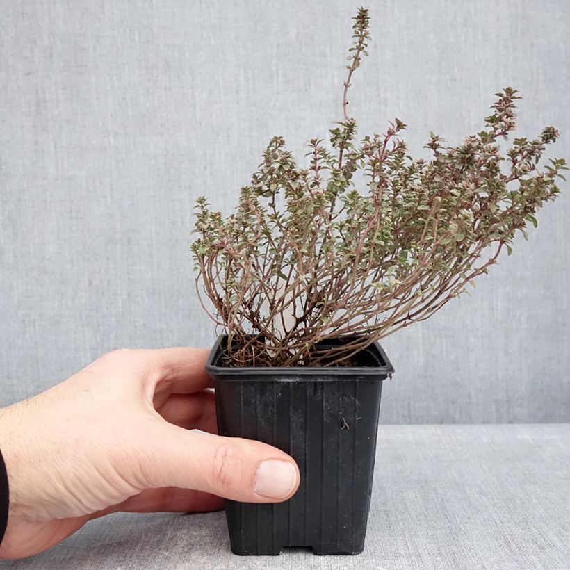 Exemplar von Echter Thymian Silver Posie - Thymus vulgaris die Tüte mit 1000 Samen ungefähr wie im Winter geliefert