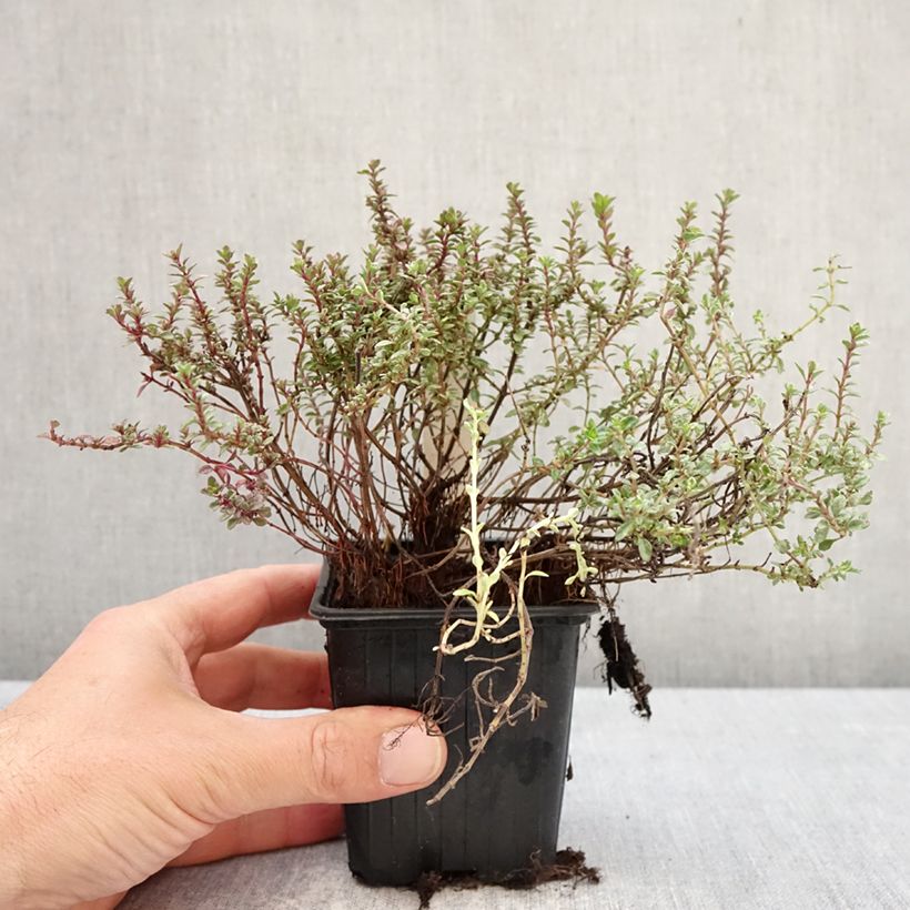 Exemplar von Echter Thymian Silver Posie - Thymus vulgaris Kleine Töpfe von 8/9 cm wie im Frühjahr geliefert