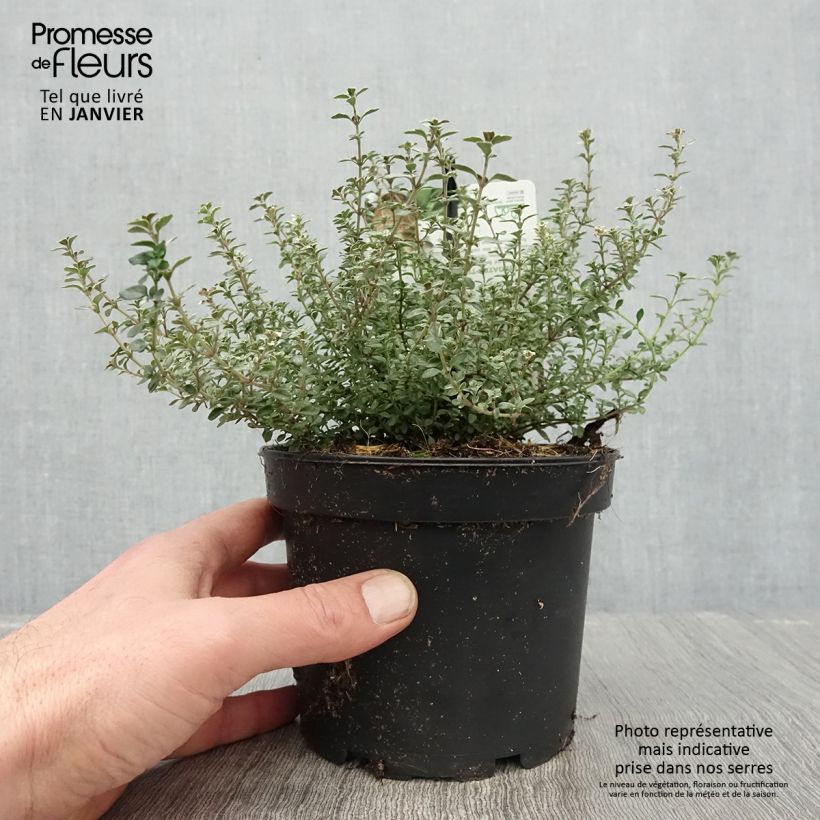 Exemplar von Echter Thymian Silver Posie - Thymus vulgaris Topf mit 1,5L/2L wie im Winter geliefert