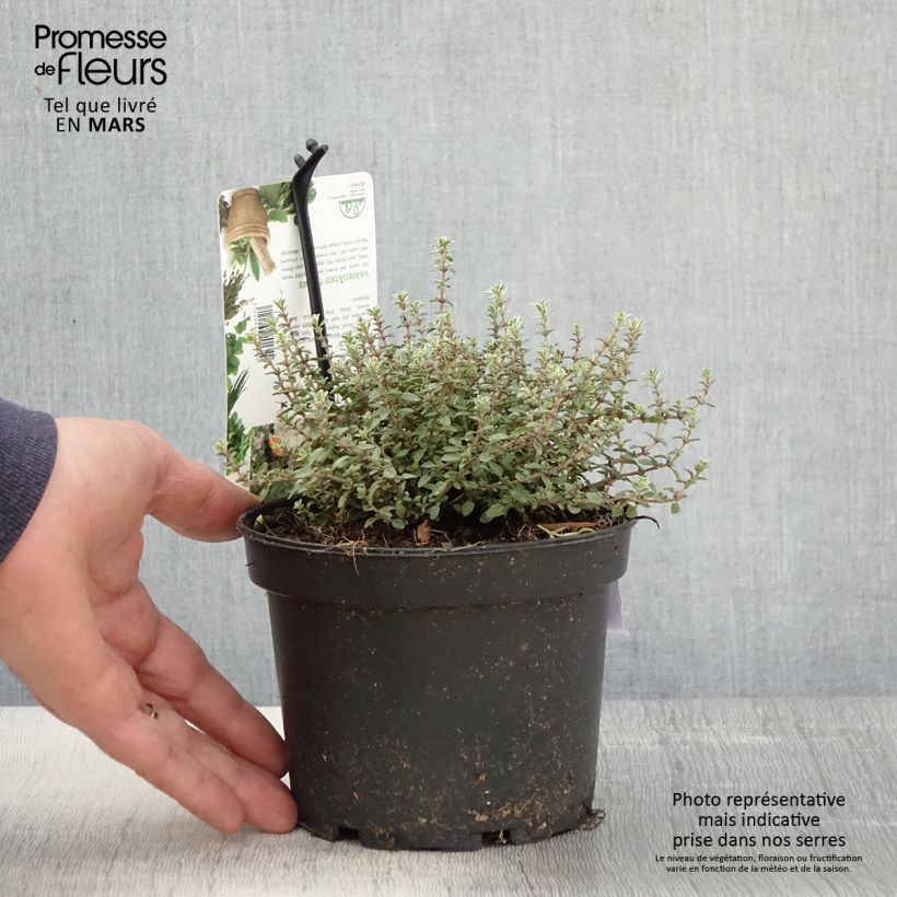 Exemplar von Echter Thymian Silver Posie - Thymus vulgaris Topf mit 1,5L/2L wie im Frühjahr geliefert