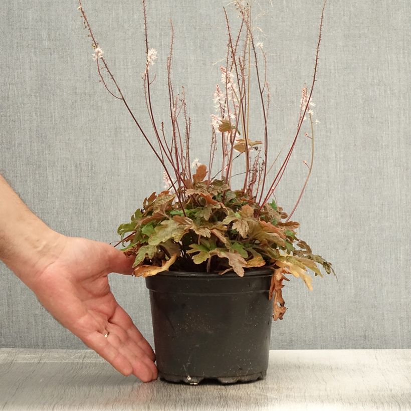Example of Tiarella Pink Skyrocket - Schaumblüte Topf mit 2L/3L as you get in automne