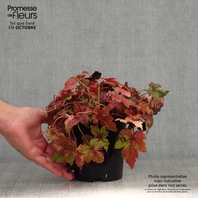 Example of Tiarella Sugar and Spice - Schaumblüte Topf mit 2L/3L as you get in automne