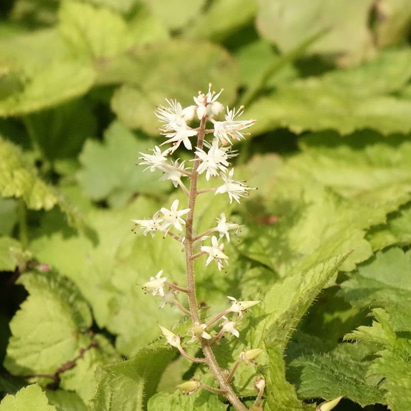 Tiarella cordifolia - Wald-Schaumblüte (Flowering)