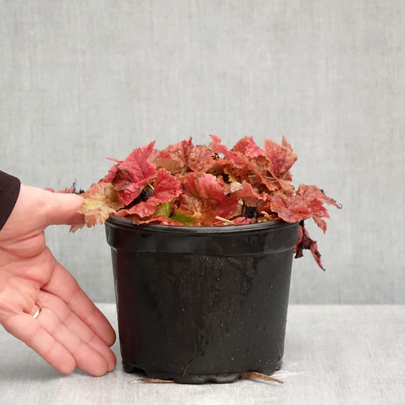 Exemplar von Tiarella cordifolia - Wald-Schaumblüte Topf mit 2L/3L wie im Herbst geliefert