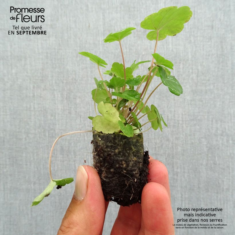 Example of Tiarella Sugar and Spice - Schaumblüte Mini-Plug Ø 3/4 cm as you get in automne