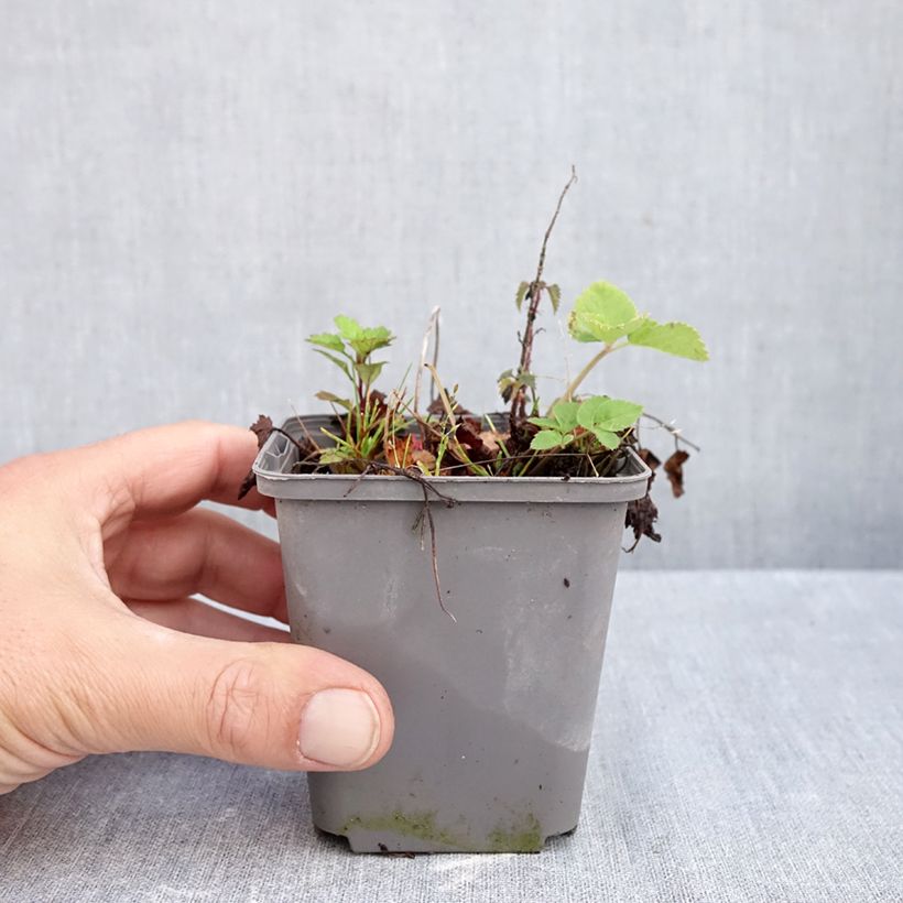 Exemplar von Tiarella Running Tiger - Schaumblüte Kleine Töpfe von 8/9 cm wie im Herbst geliefert