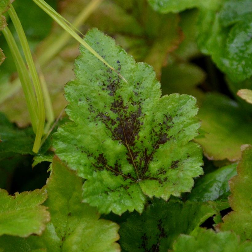 Tiarella Tiger Stripe - Schaumblüte (Foliage)