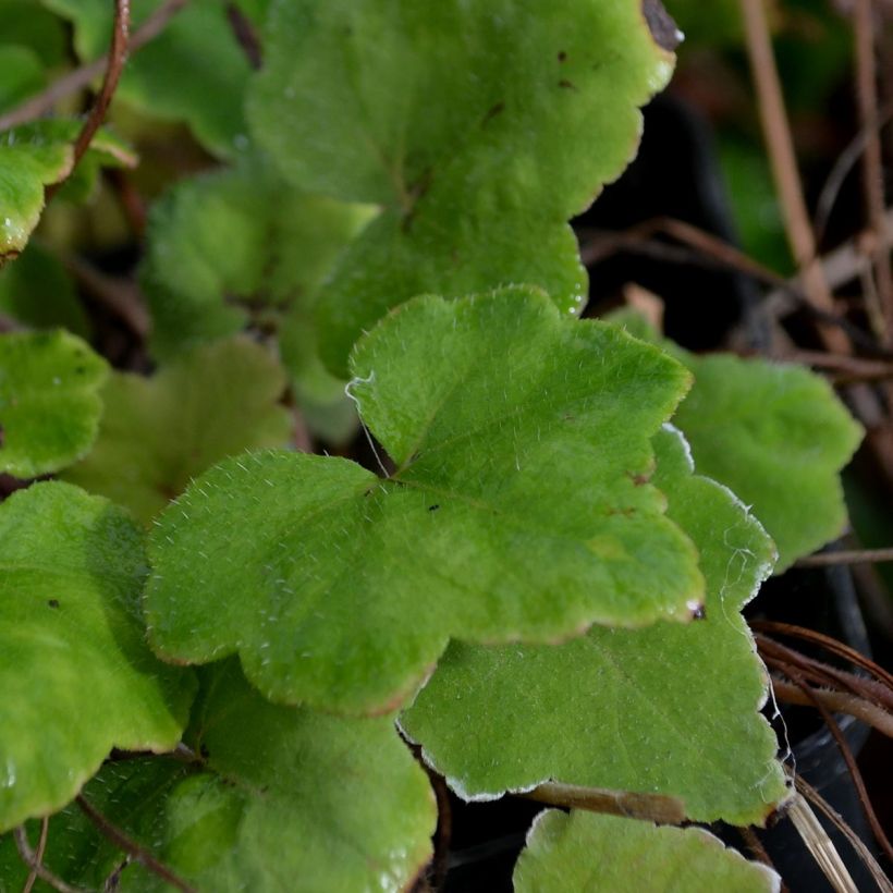 Tiarella wherryi - Wherrys Schaumblume (Foliage)