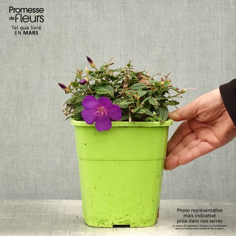 Exemplar von Tibouchina Groovy baby - Tibouchine Topf mit 4L/5L wie im Frühjahr geliefert