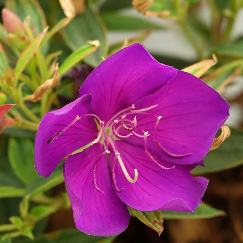 Tibouchina Groovy baby - Tibouchine (Blüte)