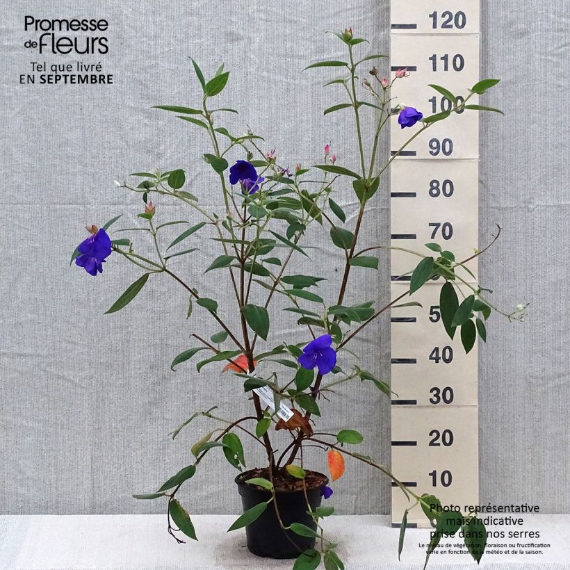 Example of Tibouchina urvilleana Edwardsii - Tibouchine Topf mit 3L/4L as you get in automne
